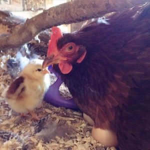littlehenandchick
